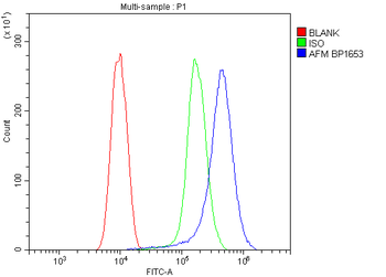 Afm Rabbit Polyclonal Antibody