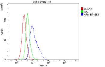 Afm Rabbit Polyclonal Antibody