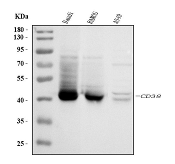 CD38 Rabbit Polyclonal Antibody