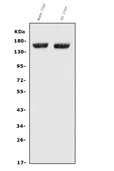 Factor H/Cfh Rabbit Polyclonal Antibody