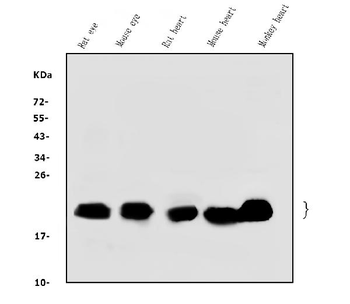 Alpha B Crystallin/CRYAB Rabbit Polyclonal Antibody
