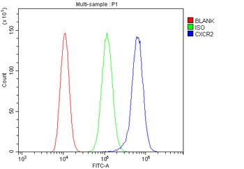 CXCR2 Rabbit Polyclonal Antibody