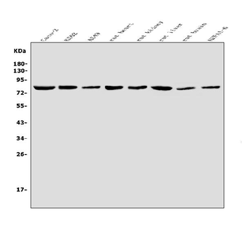 DRP1/DNM1L Rabbit Polyclonal Antibody