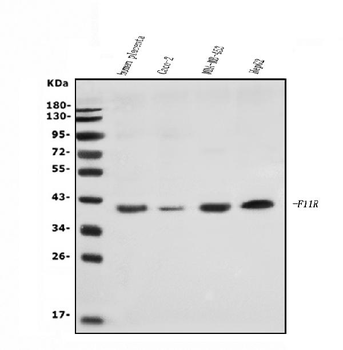 JAM-A/F11R/JAM Rabbit Polyclonal Antibody