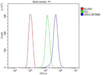 GRK2 Rabbit Polyclonal Antibody
