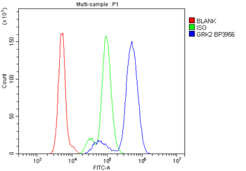 GRK2 Rabbit Polyclonal Antibody
