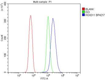 HOXD11 Rabbit Polyclonal Antibody