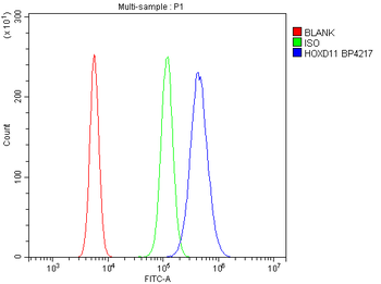 HOXD11 Rabbit Polyclonal Antibody