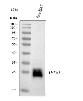 GILT/IFI30 Rabbit Polyclonal Antibody