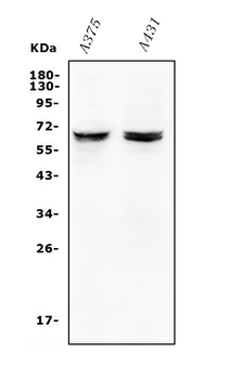 JRK Rabbit Polyclonal Antibody