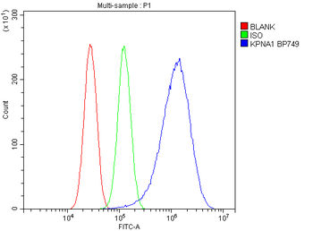 SRP1/KPNA1 Rabbit Polyclonal Antibody
