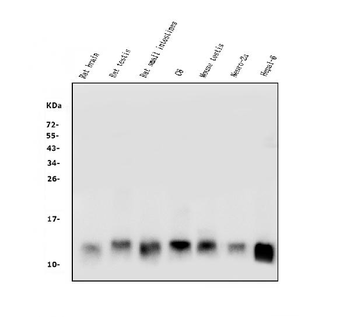 LSM2 Rabbit Polyclonal Antibody