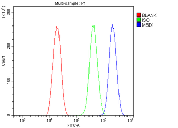 MBD1 Rabbit Polyclonal Antibody
