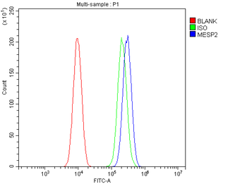 Mesp2 Rabbit Polyclonal Antibody