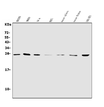 NT-4/NTF4/NT Rabbit Polyclonal Antibody