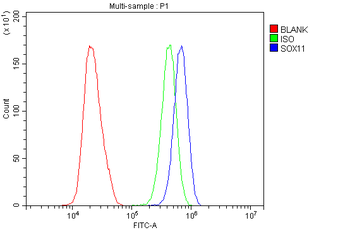 SOX11 Rabbit Polyclonal Antibody