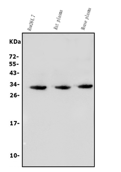 BCMA/Tnfrsf17 Rabbit Polyclonal Antibody