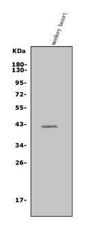 MURF1/TRIM63 Rabbit Polyclonal Antibody