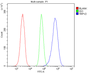 VRL1/TRPV2 Rabbit Polyclonal Antibody