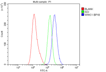 KIBRA/WWC1 Rabbit Polyclonal Antibody