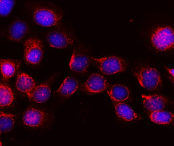KIBRA/WWC1 Rabbit Polyclonal Antibody