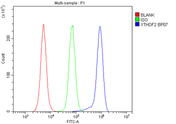YTHDF2 Rabbit Polyclonal Antibody