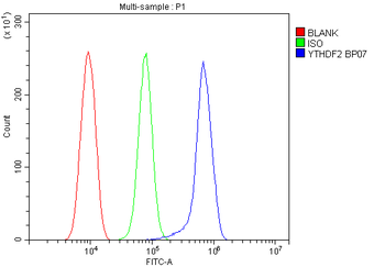 YTHDF2 Rabbit Polyclonal Antibody