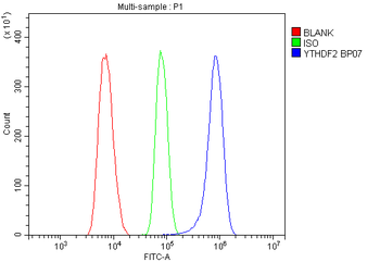 YTHDF2 Rabbit Polyclonal Antibody