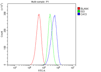Carbonic Anhydrase 13/CA13 Rabbit Polyclonal Antibody
