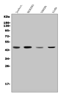 CDC123 Rabbit Polyclonal Antibody