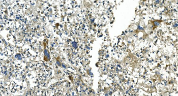 CDC123 Rabbit Polyclonal Antibody