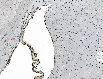 GRX2/GLRX2 Rabbit Polyclonal Antibody