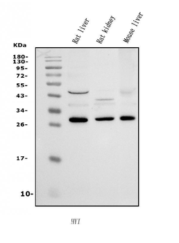 HYI Rabbit Polyclonal Antibody