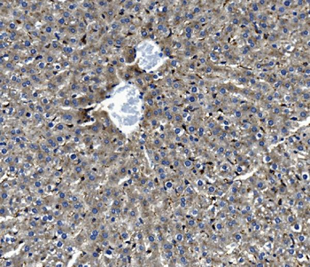GILT/IFI30 Rabbit Polyclonal Antibody
