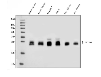 GILT/IFI30 Rabbit Polyclonal Antibody