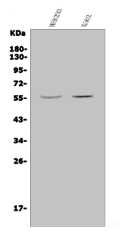 JRK Rabbit Polyclonal Antibody