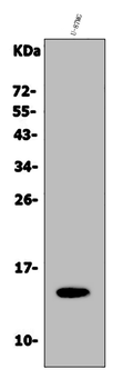 Galectin 2/LGALS2 Rabbit Polyclonal Antibody
