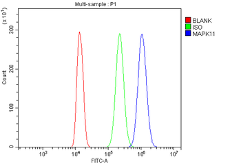 MAPK11 Rabbit Polyclonal Antibody