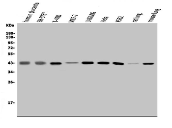 MAPK11 Rabbit Polyclonal Antibody