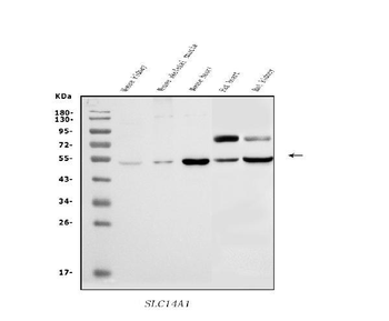 SLC14A1/UTE Rabbit Polyclonal Antibody