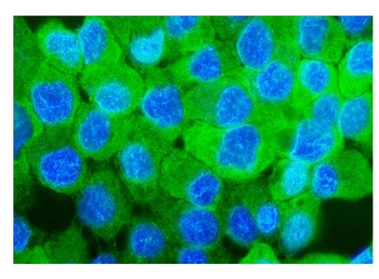 Sorbitol Dehydrogenase/SORD Rabbit Polyclonal Antibody
