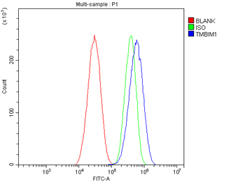 TMBIM1 Rabbit Polyclonal Antibody