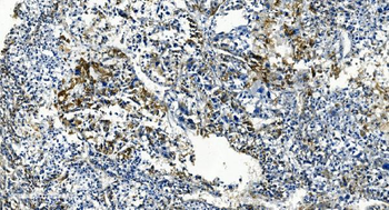 TMBIM1 Rabbit Polyclonal Antibody