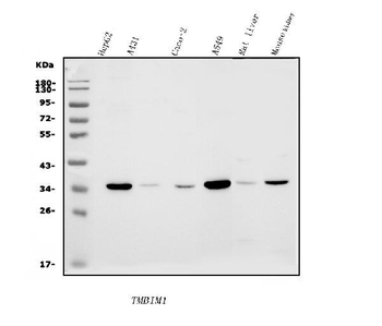 TMBIM1 Rabbit Polyclonal Antibody