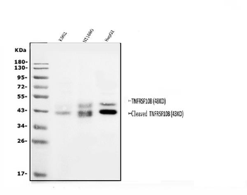 DR5/TNFRSF10B Rabbit Polyclonal Antibody