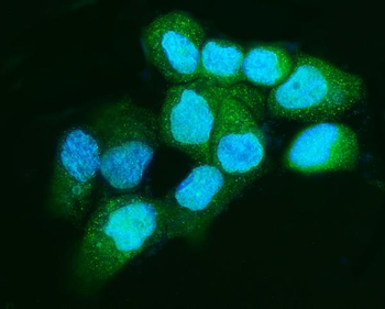 Apc5/ANAPC5 Rabbit Polyclonal Antibody