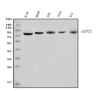 Apc5/ANAPC5 Rabbit Polyclonal Antibody