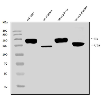 C3 Rabbit Polyclonal Antibody