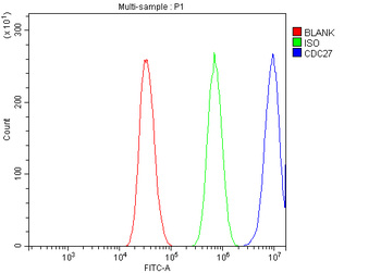 CDC27 Rabbit Polyclonal Antibody