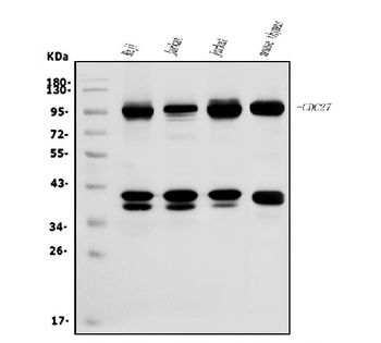 CDC27 Rabbit Polyclonal Antibody
